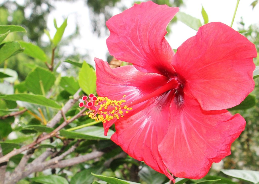 is hibiscus tea low FODMAP