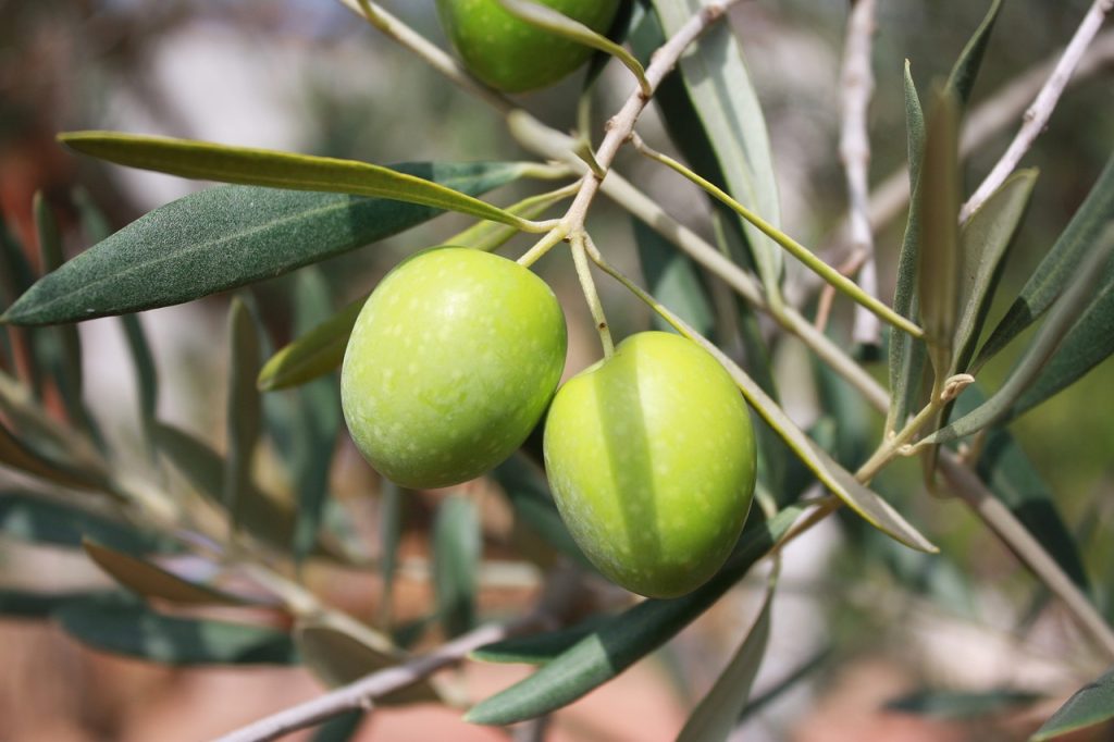 Are Olives LOW FODMAP