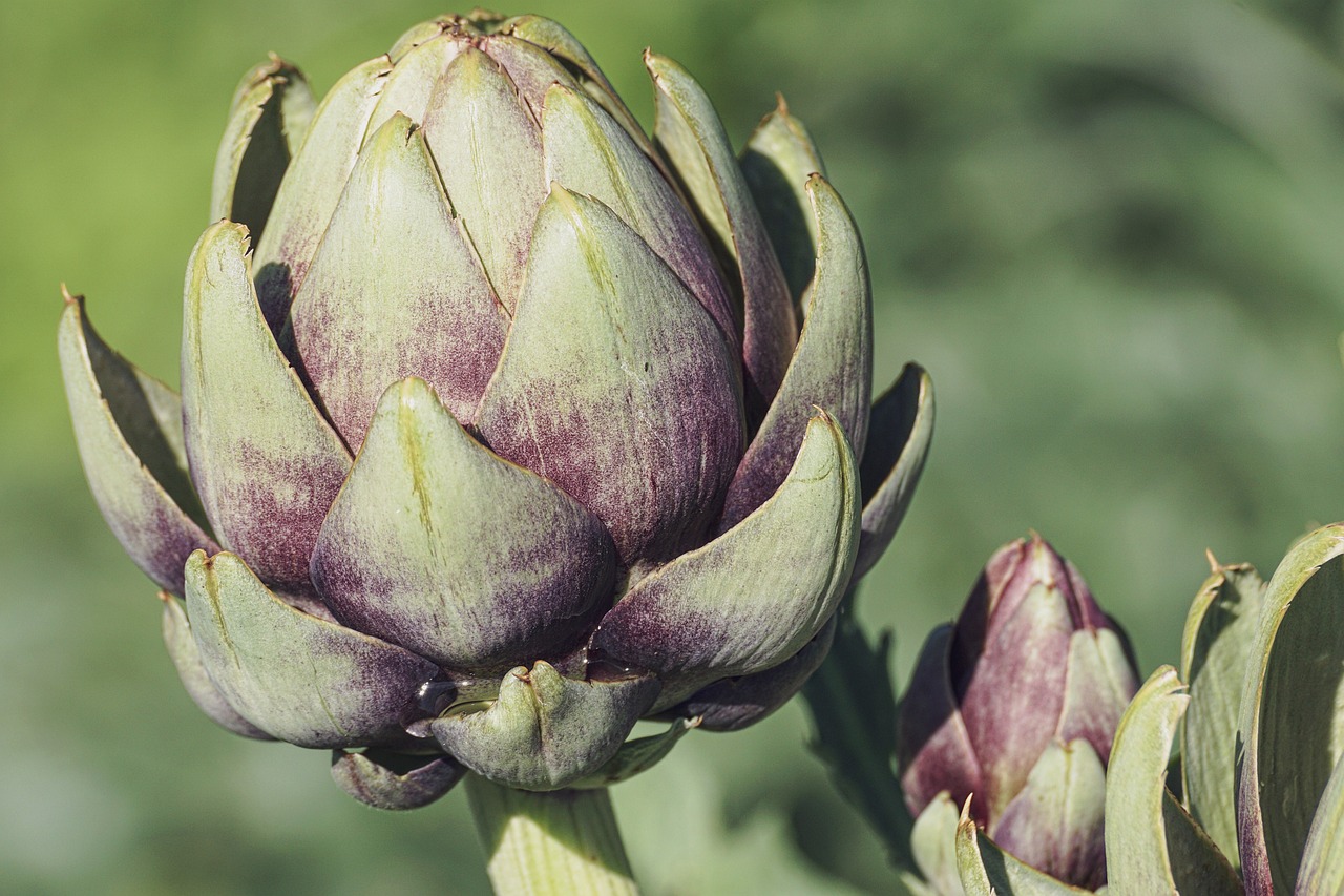 Are Artichokes Low FODMAP